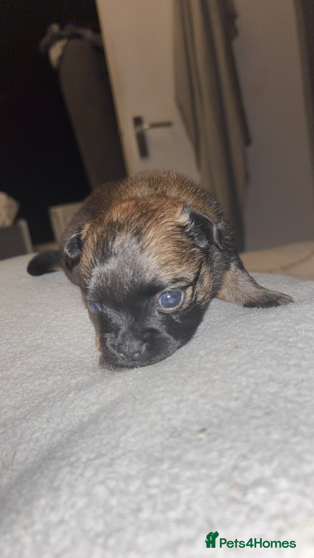 Mixed Breed dogs for sale: Chihuahua x pups  - Image 9