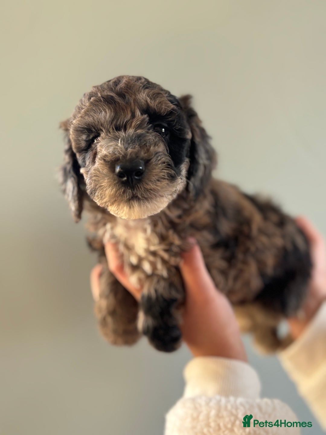 Miniature Poodle dogs for sale: Beautiful health tested miniature poodles  - Advert 21
