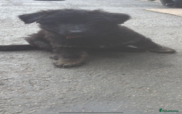 German Shepherd dogs for sale: ONE GIRL AVAILABLE -German shepherd puppies - Image 15