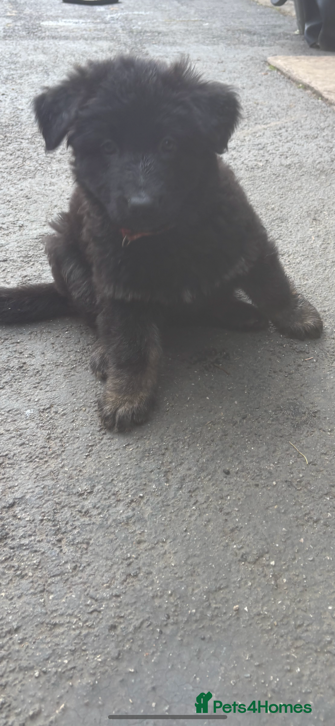 German Shepherd dogs for sale: ONE GIRL AVAILABLE -German shepherd puppies - Image 15