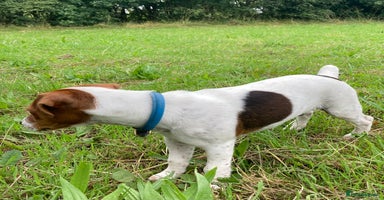 Jack Russell dogs - Advert 7