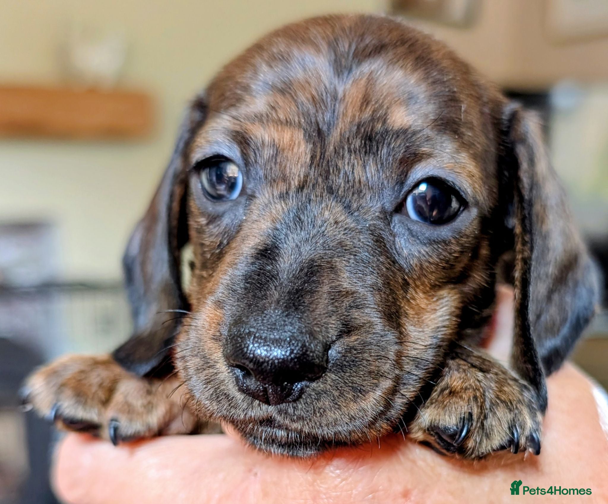 Miniature Dachshund dogs Miniature Dachshund  - Advert 1