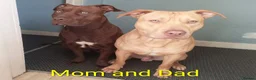 American Bull Staffy dogs for sale: American bull - Advert 24