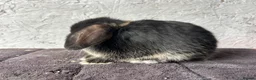 Mini Lop rabbits for sale: Mini lops - Advert 5