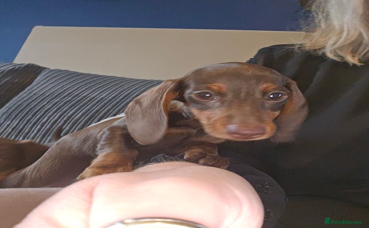 Dachshund dogs - Advert 2