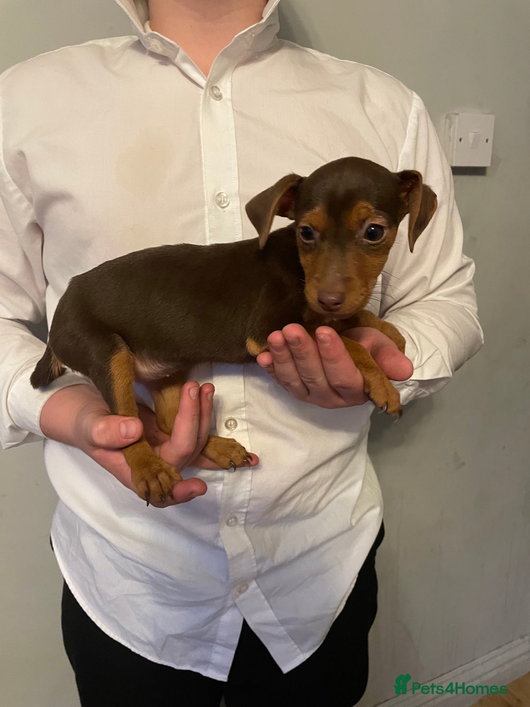 Jack Russell dogs for sale: Jack Russel puppy’s Ready to leave  - Advert 7