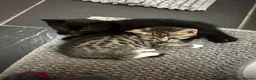 Abyssinian cats for sale: Kitten for sale - Advert 8
