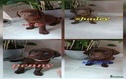Labrador Retriever dogs for sale: Champain/chocolate puppys - Image 3
