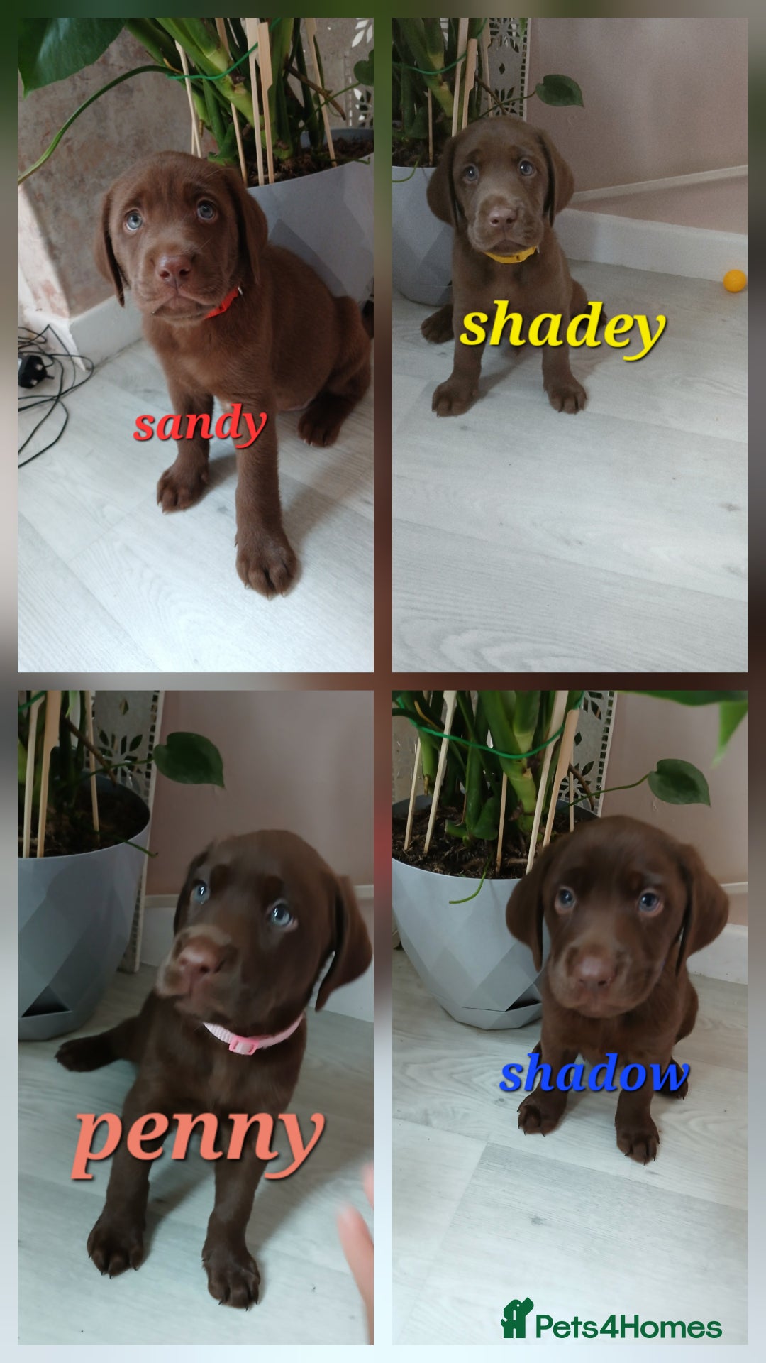 Labrador Retriever dogs for sale: Champain/chocolate puppys - Image 3