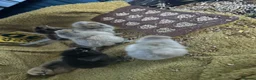 Chickens poultry for sale: Silkie chicks - Advert 4