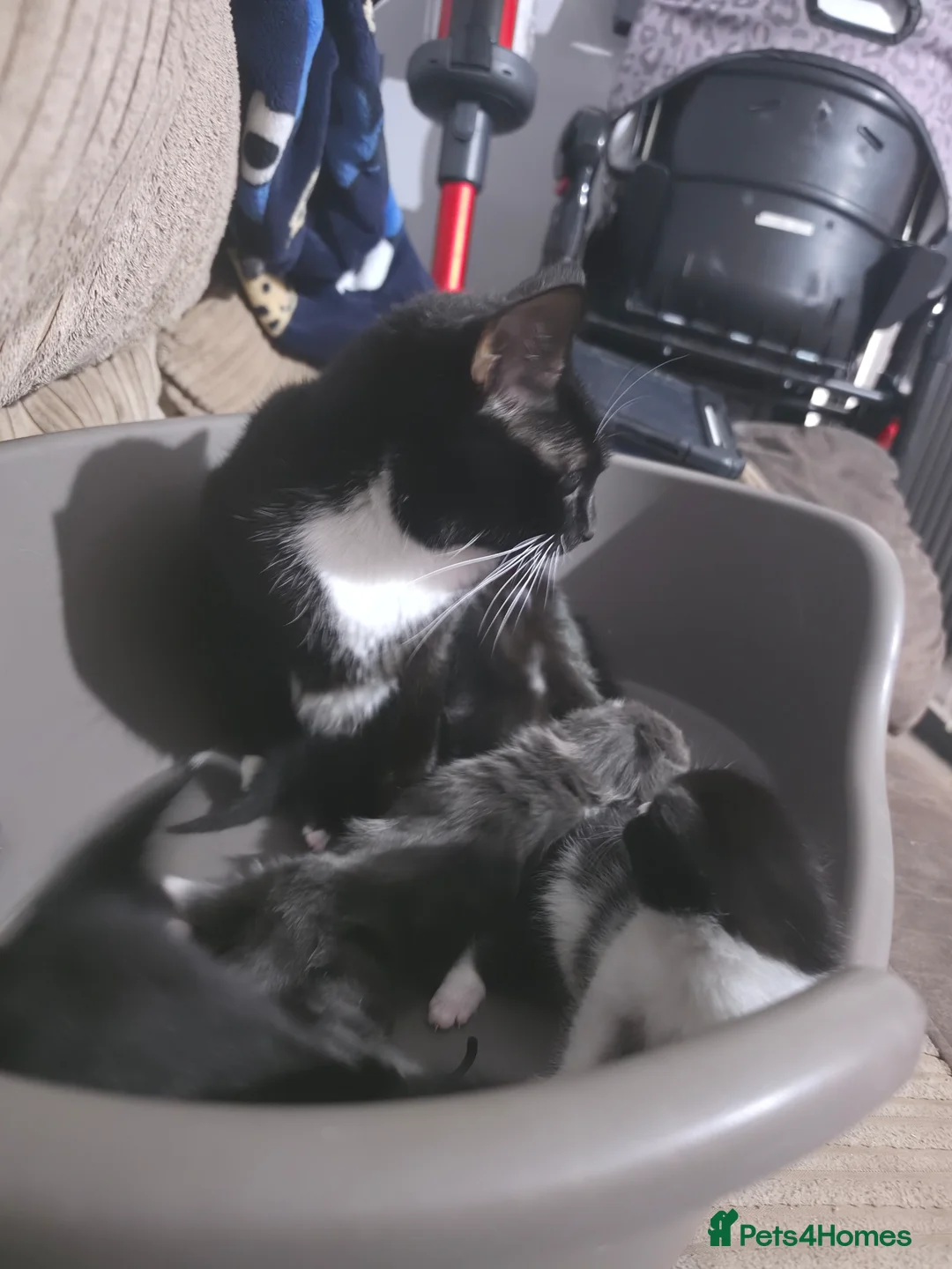 Mixed Breed cats for sale: 4 kittens - Advert 9