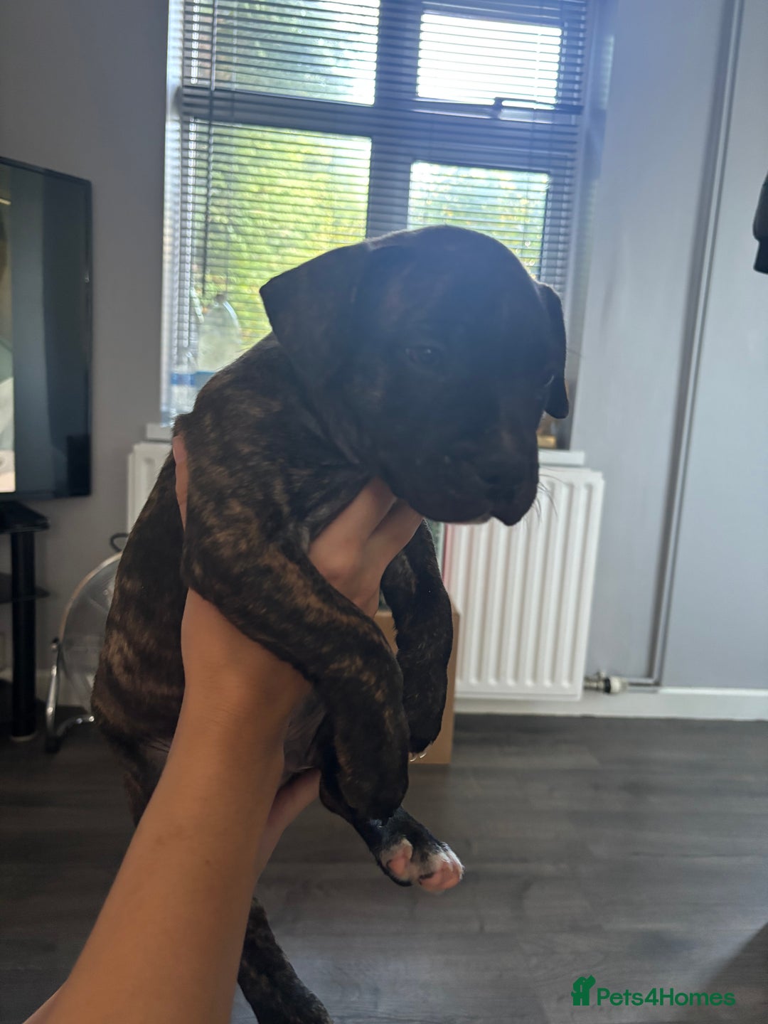 Mixed Breed dogs for sale: French bulldog x - Image 2