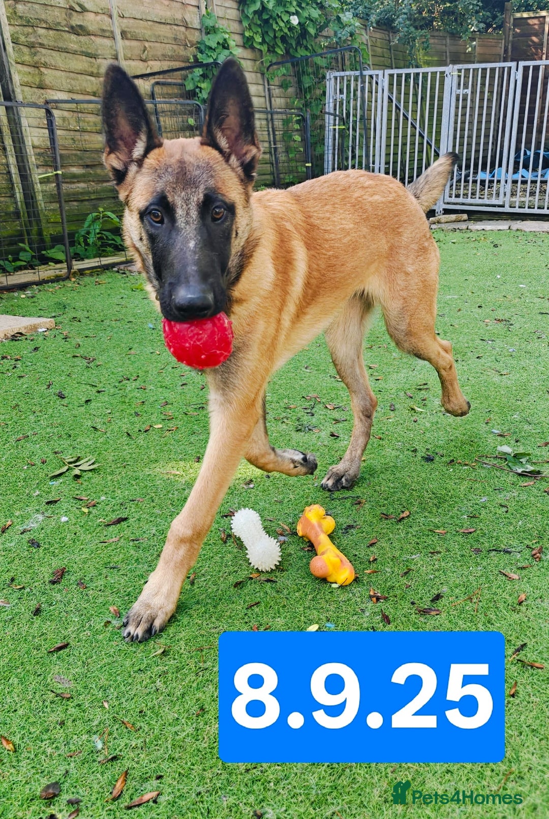 Belgian Shepherd Dog dogs for sale: KC Reg Belgian Shepherd Malinois pups for sale in Newport - Image 7