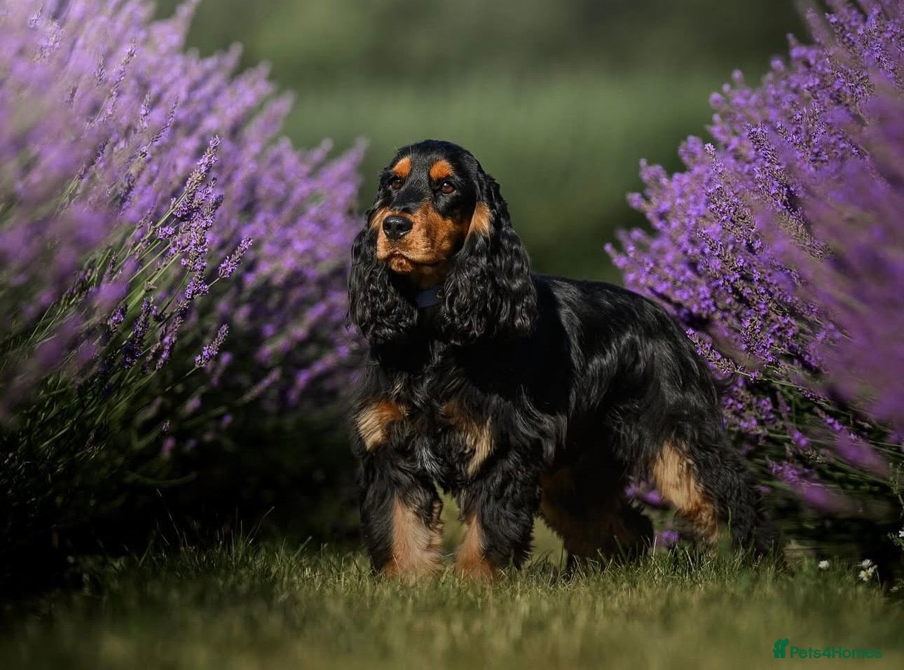 Cocker Spaniel dogs KC Health Tested Show Cocker Spaniels - Advert 1
