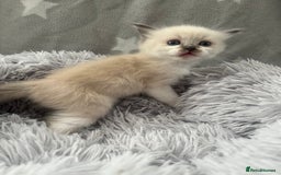 Ragdoll cats for sale: 7 Ragdoll kittens  - Image 8