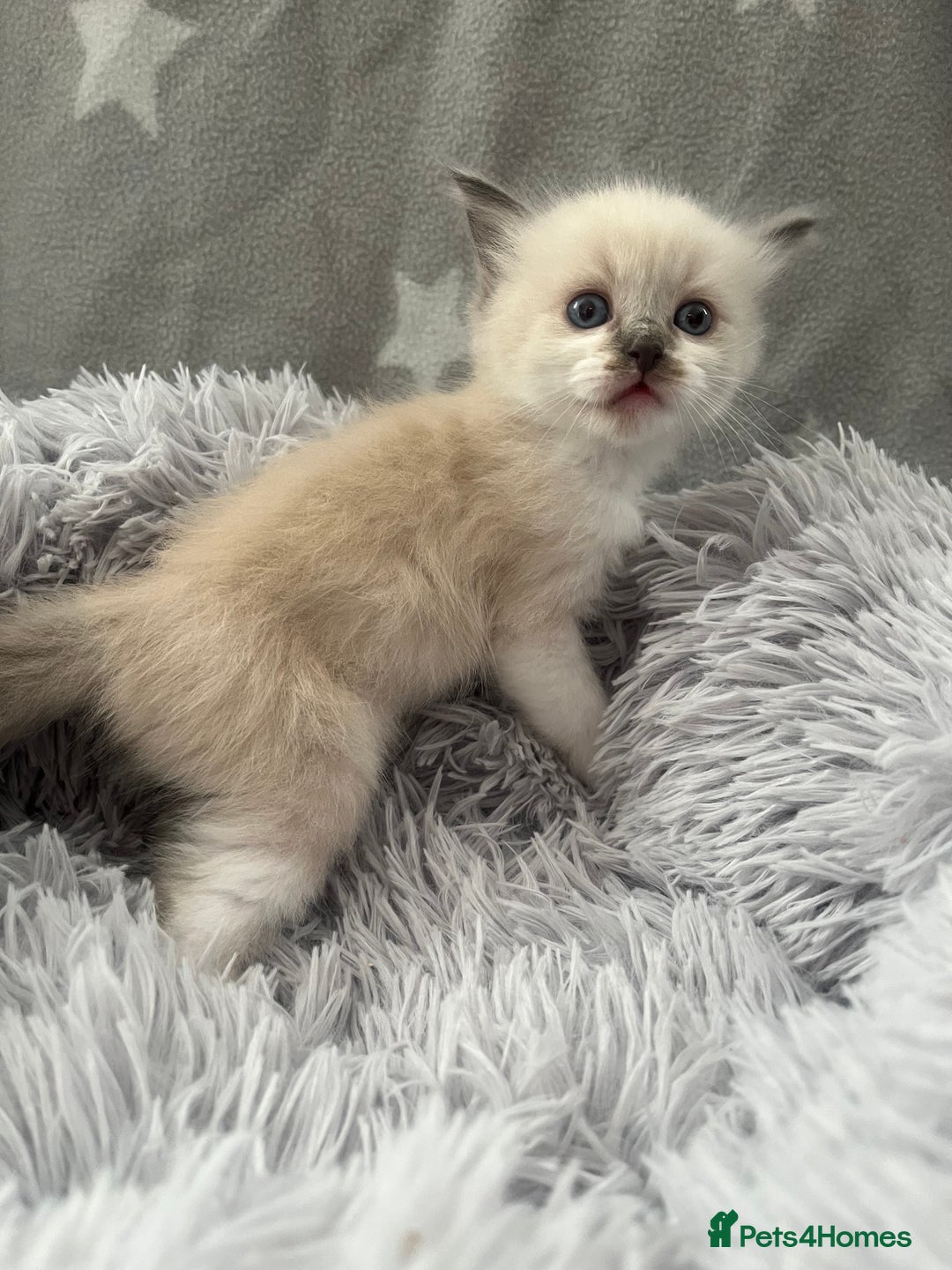 Ragdoll cats for sale: 7 Ragdoll kittens  - Image 8