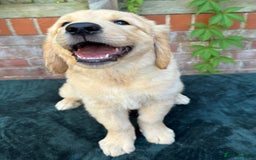 Golden Retriever dogs for sale: Show x Working. Naturally raised. Crate training  in Warminster - Image 8