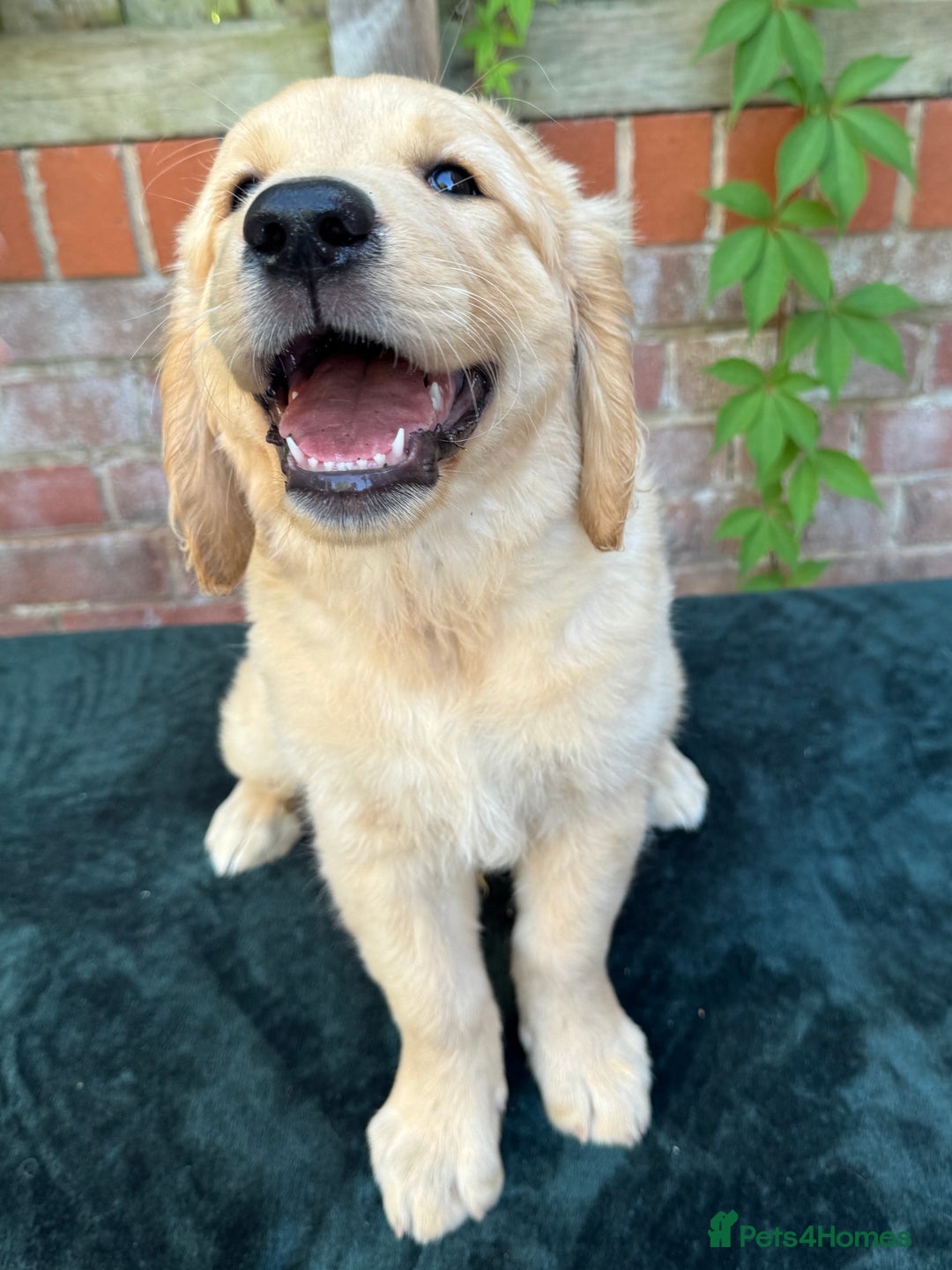 Golden Retriever dogs for sale: Show x Working. Naturally raised. Crate training  in Warminster - Image 8