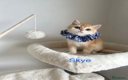 British Shorthair cats for sale: Rare NY12 British Shorthair Kittens  - Image 9