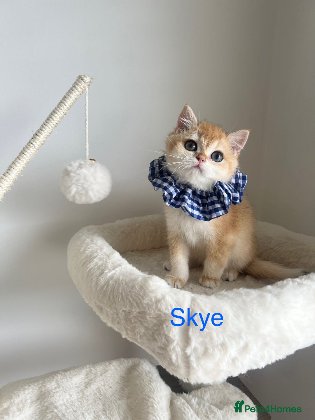 British Shorthair cats for sale: Rare NY12 British Shorthair Kittens  - Image 9