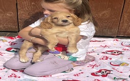 Cocker Spaniel dogs for sale: Beautiful cocker spaniel puppies  - Image 16