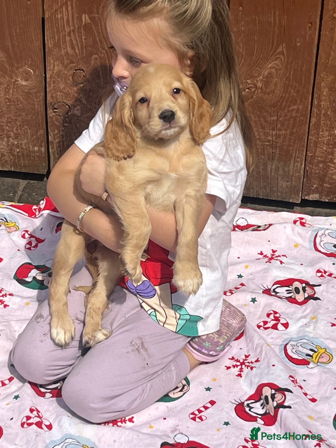 Cocker Spaniel dogs for sale: Beautiful cocker spaniel puppies  - Image 16