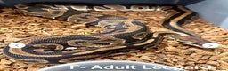 Python Snake reptiles for sale: Stunning Royal Pythons for sale  - Advert 4