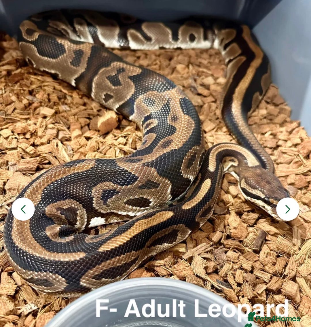 Python Snake reptiles for sale: Stunning Royal Pythons for sale  - Advert 4