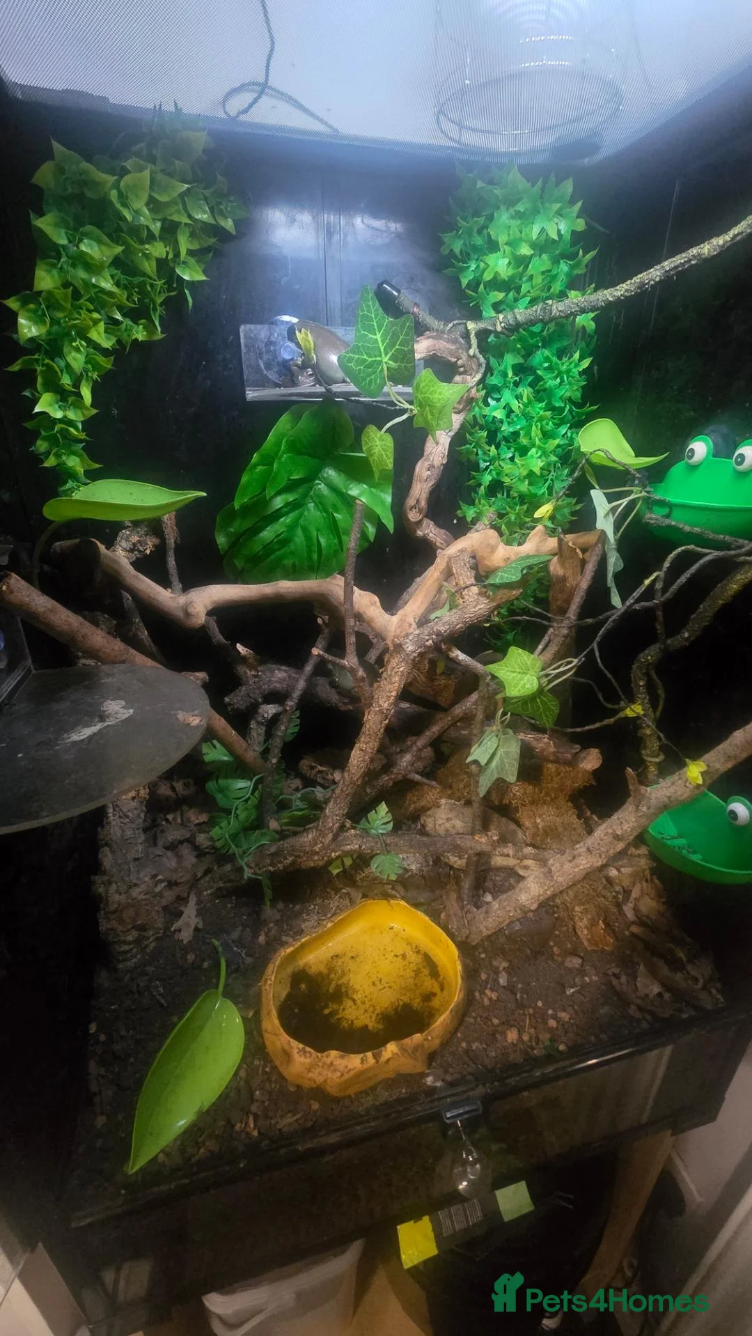 Frog reptiles for sale: 3x White tree frogs  in South Shields - Advert 2