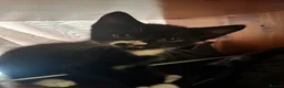 Mixed Breed cats for sale: Beautiful short-haired black and white kittens in Sudbury - Advert 10