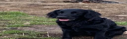 Flat coated Retriever dogs for sale: Beautiful Flat Coated Retriever Puppies in Lairg - Advert 3