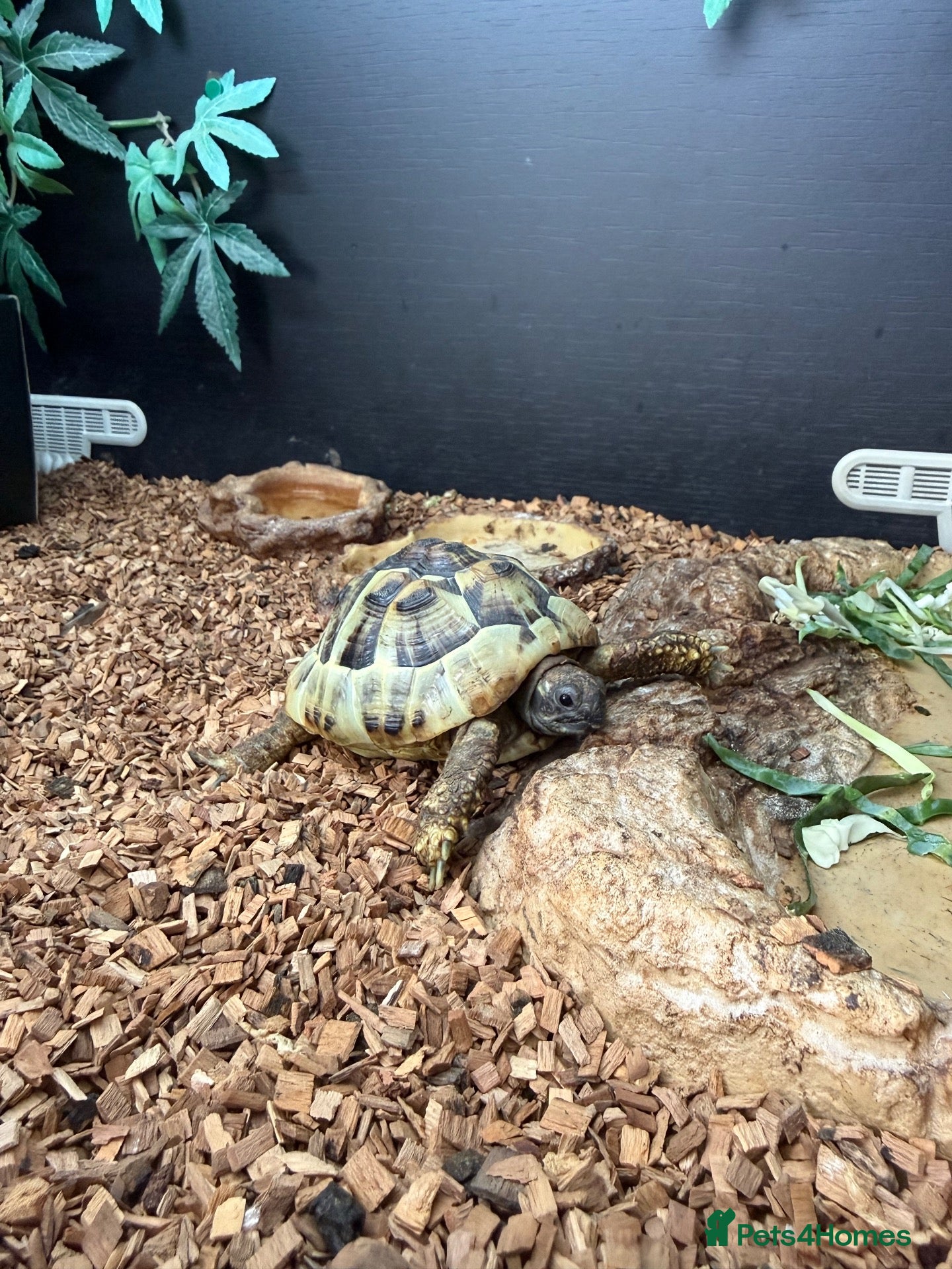 Hermann Tortoise reptiles Female Hermann Tortoise For Sale - Advert 2