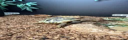 Hermann Tortoise reptiles for sale: Female Hermann Tortoise For Sale in London - Advert 2