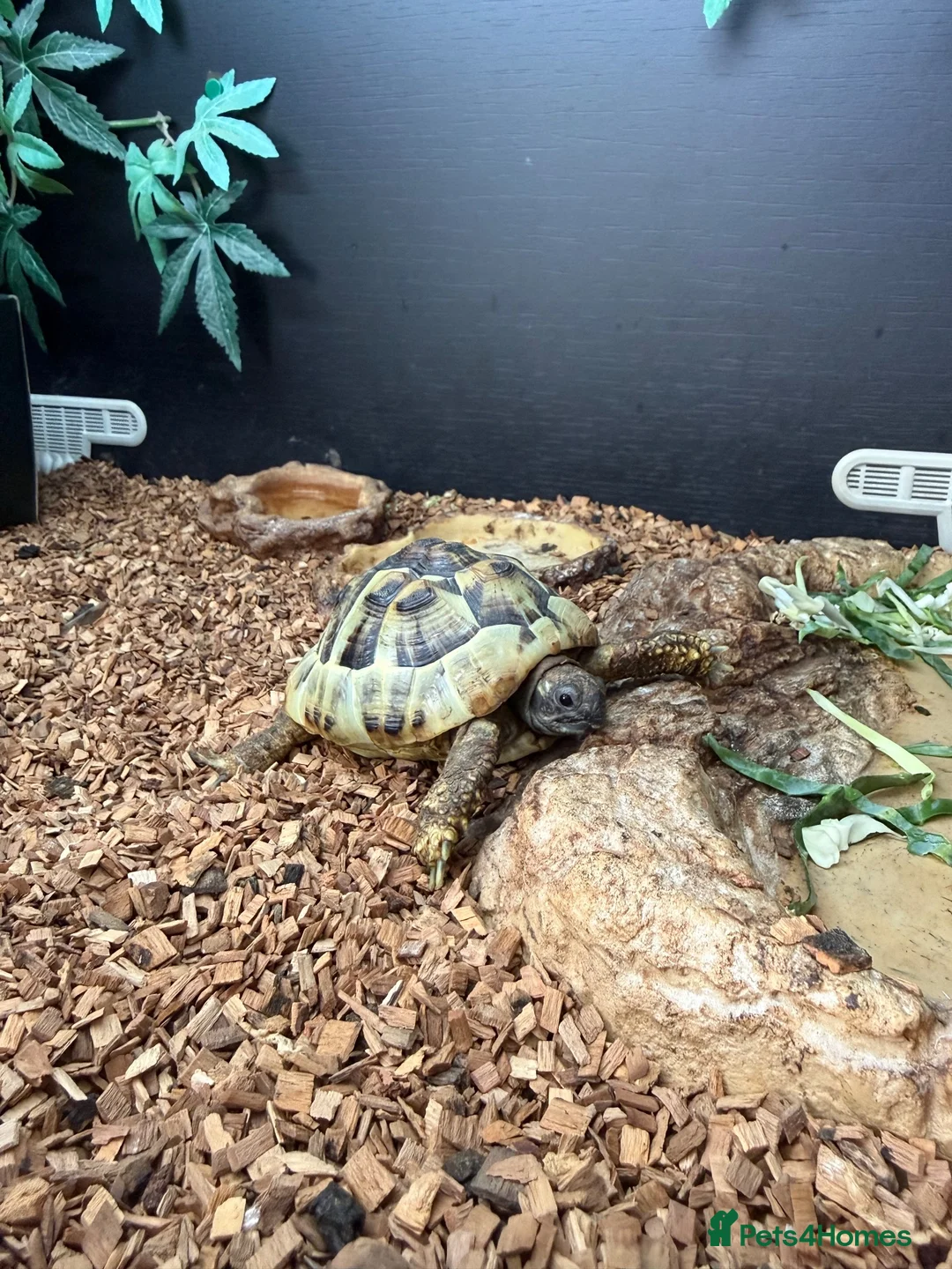 Hermann Tortoise reptiles for sale: Female Hermann Tortoise For Sale in London - Advert 2