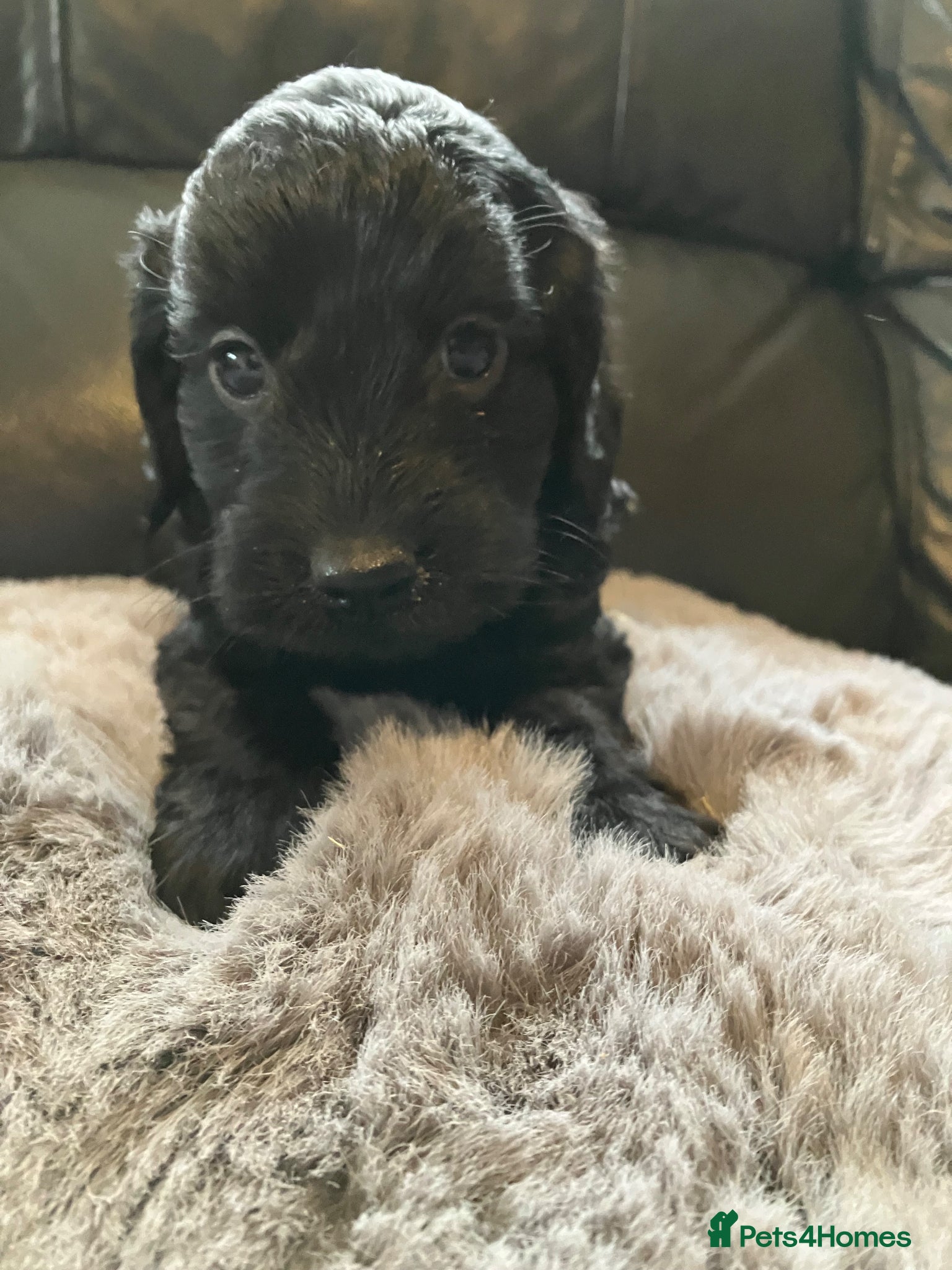 Cockapoo dogs ** READY TO FIBD THEIR FOREVER HOMES NOW** - Advert 1