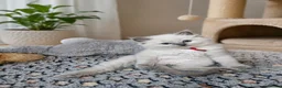 Ragdoll cats for sale: Raggymascot Catery Ragdolls - Advert 4