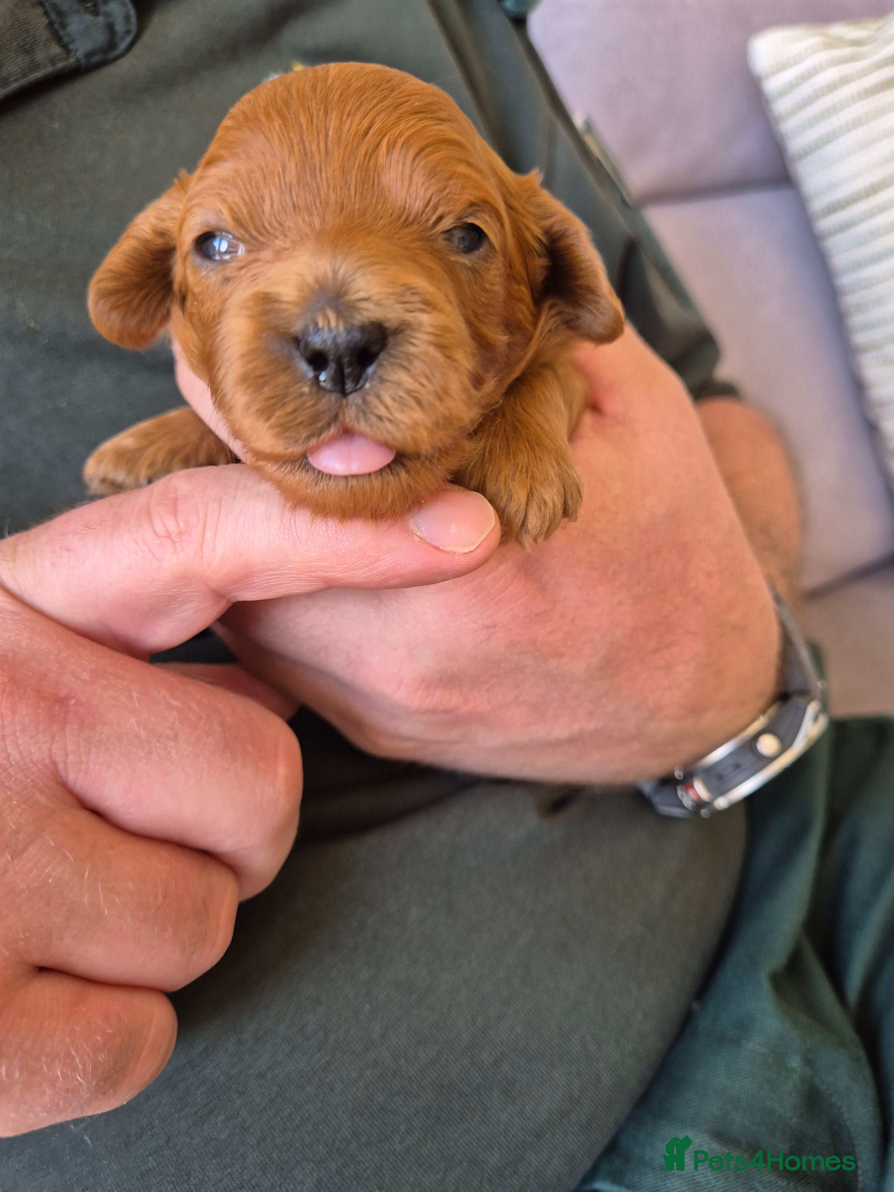 Cavapoo dogs for sale: Cavapoo puppies-deposits taken on all 3 - Advert 3