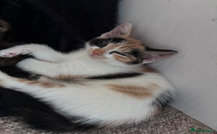 Mixed Breed cats - Advert 25