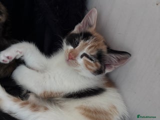 Mixed Breed cats - Advert 28