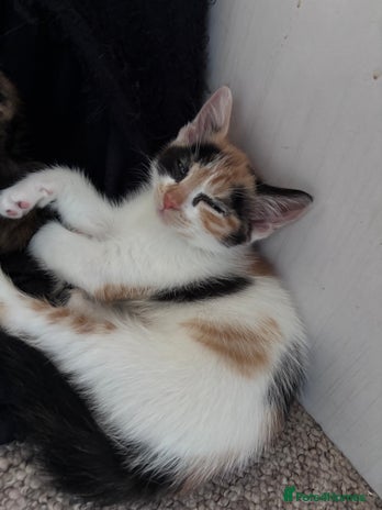 Mixed Breed cats - Advert 25