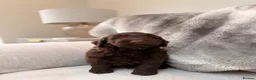 Cockapoo dogs for sale: Super Quality Cockerpoos  - Advert 6