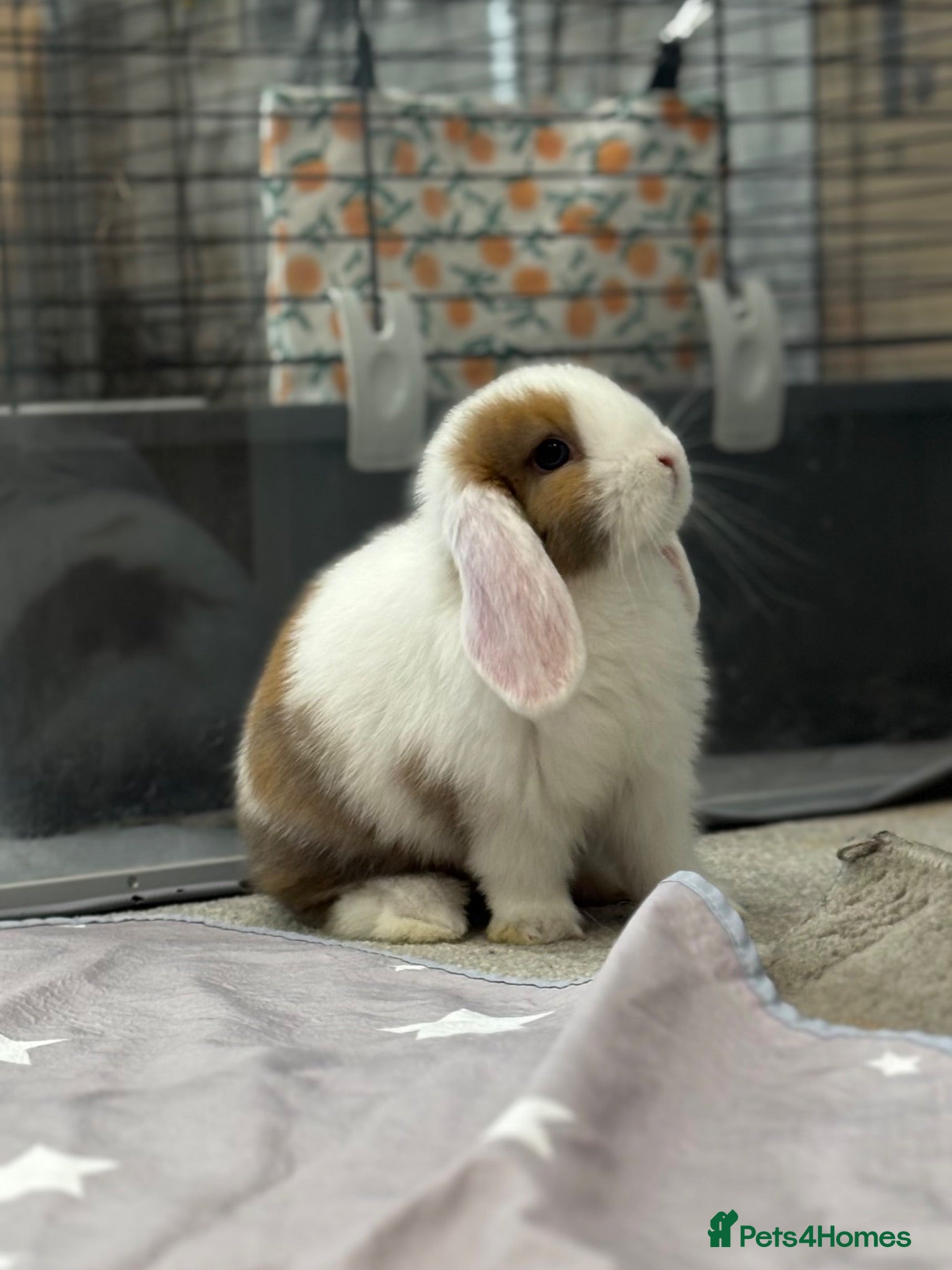 Mini Lop rabbits Beautiful baby mini lops - Advert 1