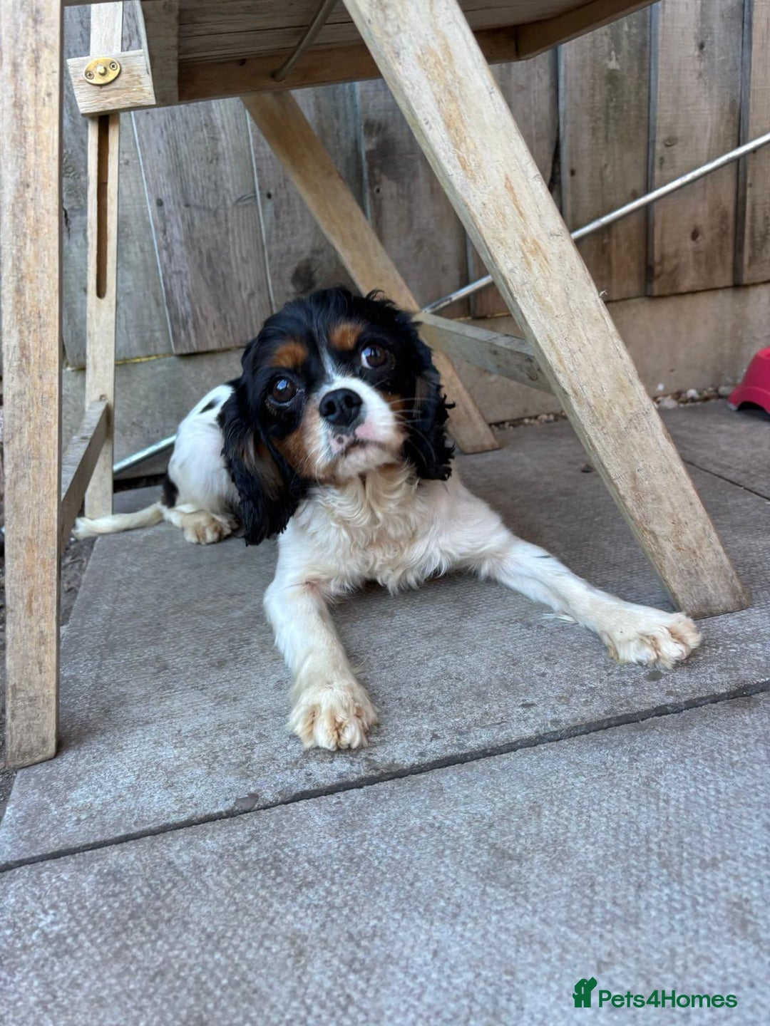 Cavapoo dogs for sale: Cavapoo (Girl) - Advert 7