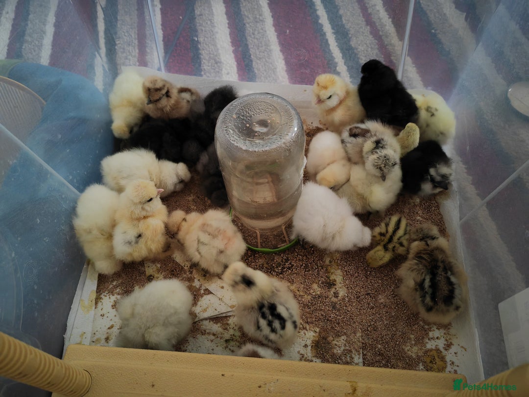Chickens poultry for sale: USA silkie, jumbo coturnix, celadon quails - Image 39
