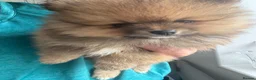 Pomeranian dogs for sale: Teddy bear toy Pomeranian - Advert 8