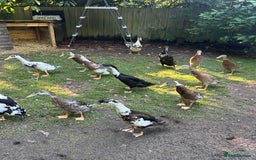 Ducks poultry for sale: Runner Ducks  - Image 6