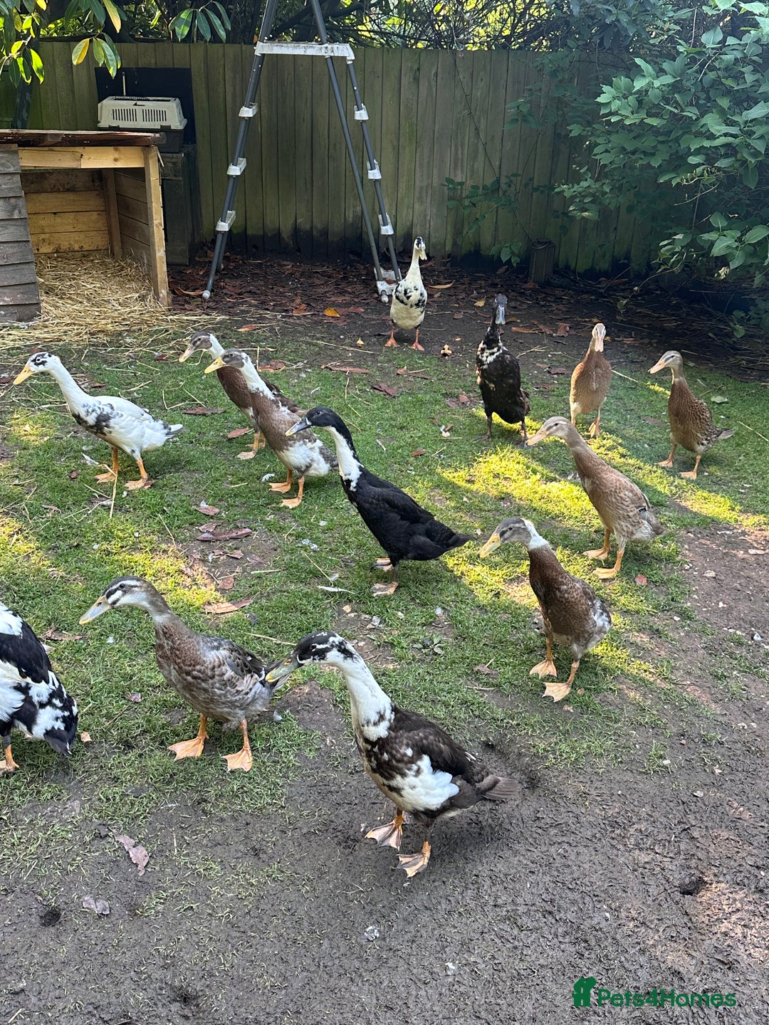 Ducks poultry for sale: Runner Ducks  - Image 6