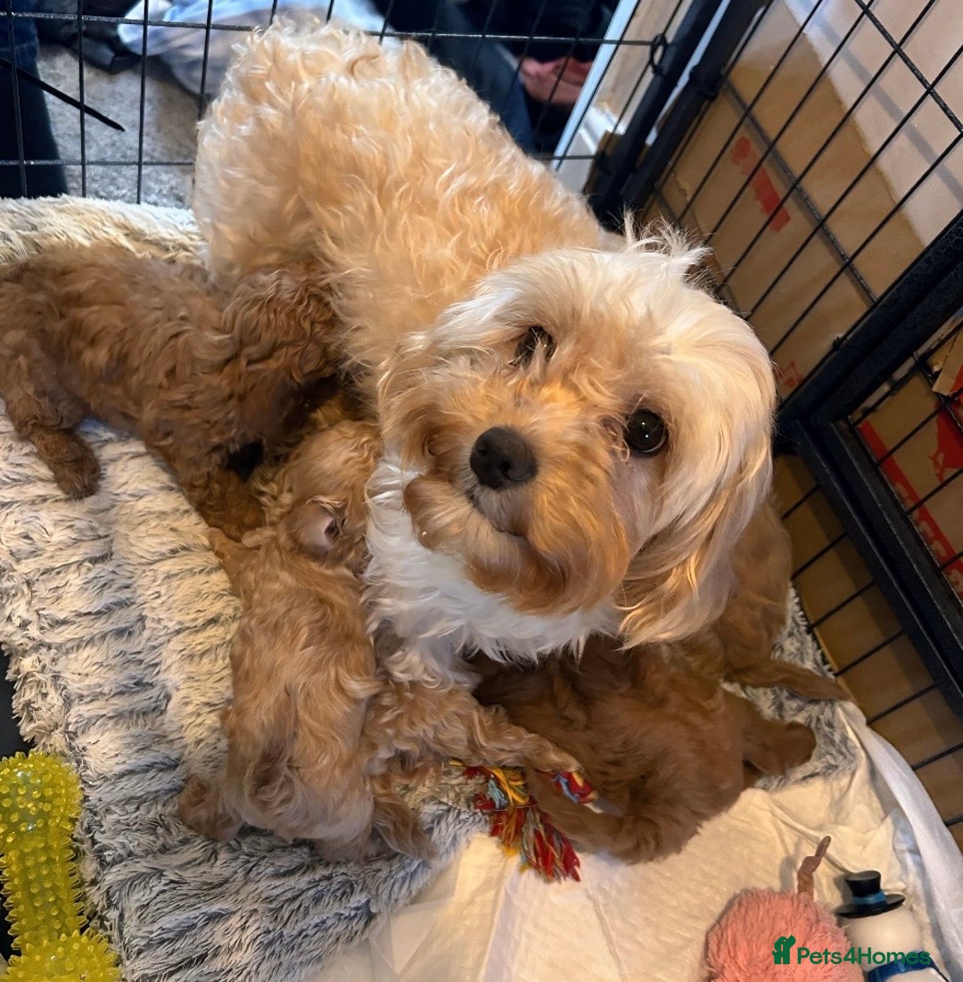 Maltipoo dogs for sale: Toy Maltipoo Puppies - Advert 13