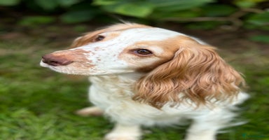 Cocker Spaniel dogs - Advert 9