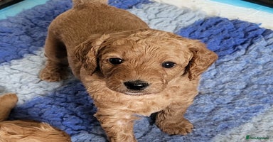 Labradoodle dogs - Advert 1